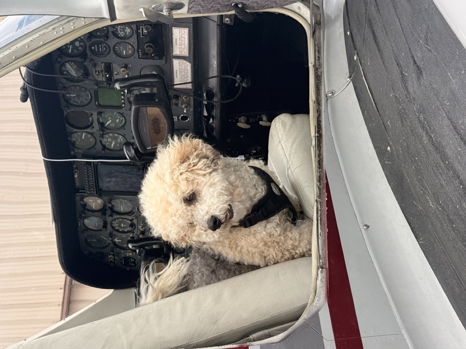 A small dog sitting in the left seat in front of the instrument panel